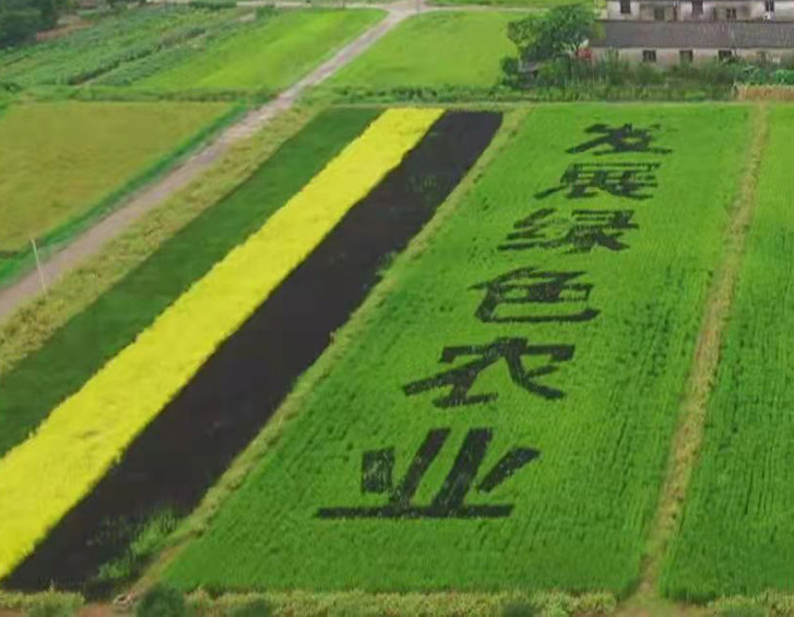 球盟会app下载官网:汾阳市：“订单”高粱红 收成好“丰”景